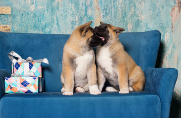 american akita puppies on the couch