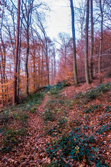 Abendlicht im herbstlichen Wald