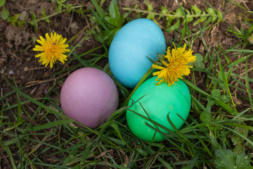 light blue green and purple dyed eggs
