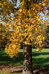 Naklejka premium Foliage at fall in the Monza Park