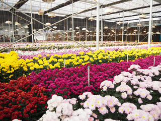 Beautiful chrysanthemum morifolium flowers in the agriculture garden.
