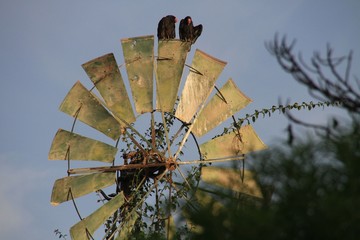 Zwei Geier auf einer Windmühle in Südamerika