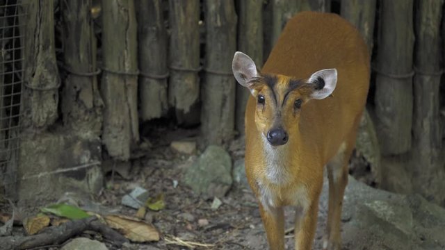 Close Up of Barking Deer (Muntiacus muntjak) is a deer species native to South and Southeast Asia. It is also called Indian muntjac and red muntjac.