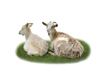 two goats on a green meadow on a white isolated background