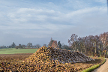 Zuckerrüben Haufen nach der Ernte