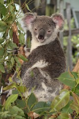 Koala in Australien