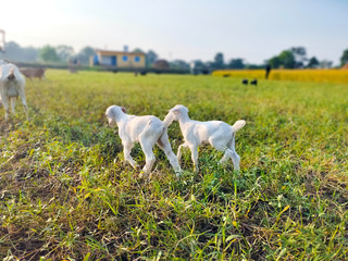 Two cute white nanny,kid,baby goats walking grazing field