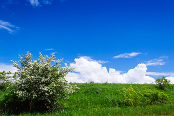 spring yellow field in the village and beautiful sky