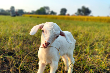 Fototapeta premium A cute baby goat,kid ,nanny trying to eat grass