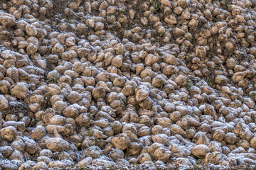 Zuckerrüben Haufen nach der Ernte