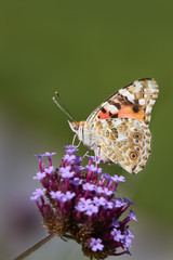 Painted lady butterfly on verbena flower against blurred background