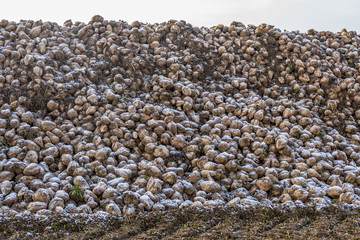 Zuckerrüben Haufen nach der Ernte