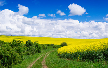Fototapeta na wymiar spring yellow field in the village and beautiful sky