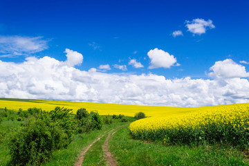 Plakat spring yellow field in the village and beautiful sky