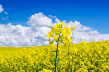 Obraz premium spring yellow field in the village and beautiful sky