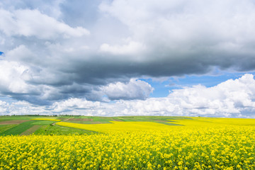 Fototapeta premium spring yellow field in the village and beautiful sky