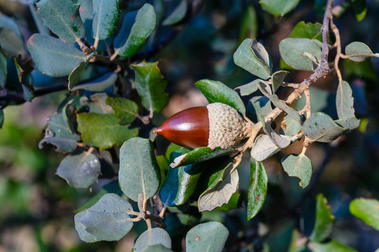 Detalle de una rama de encina con fruto, bellota. Quercus ilex. Carrasca.