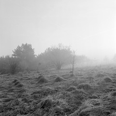 fog in winter forest