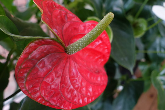 Close up of plants in Daisen mountain trails (Japanese mountain)
