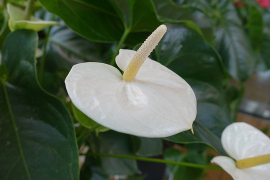 Close up of plants in Daisen mountain trails (Japanese mountain)