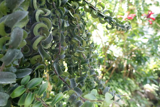 Close up of plants in Daisen mountain trails (Japanese mountain)