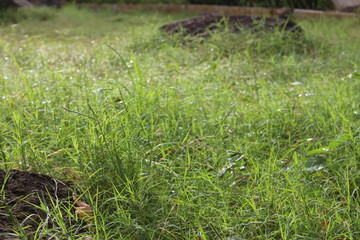 Green and calm 