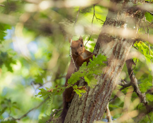 scoiattolo rosso nascosto tra foglie di quercia arrampicato su albero