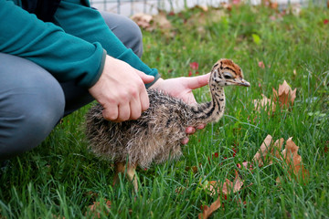 Portrait of little an african ostrich chick in male hands at ostrich farm. Man holds cute ostrich chicken of 5 days old in green grass at zoo. Small young ostrich bird explores natural environment.