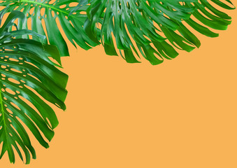 feuilles de philodendron en coin de page © Unclesam