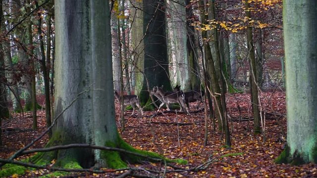 Fallow deer walking through a forest