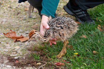 Portrait of little an african ostrich chick in male hands at ostrich farm. Man holds cute ostrich chicken of 5 days old in green grass at zoo. Small young ostrich bird explores natural environment.