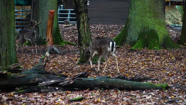 Fallow deer walking in forest