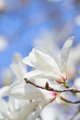 コブシの花　アップ