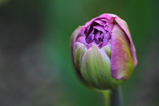 Rozkwitający r&oacute;żowy tulipan