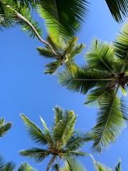 Fototapeta premium Palm trees and sky in Carribean