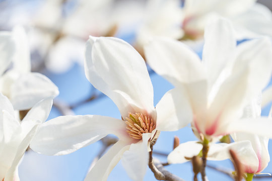 รูปภาพCineol – เลือกดูภาพถ่ายสต็อก เวกเตอร์ และวิดีโอ457 | Adobe Stock