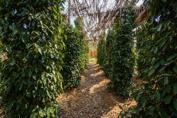 Black pepper plants growing on plantation in Asia. Ripe green peppers on a trees. Agriculture in tropical countries. Pepper on a trees before drying.