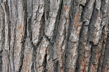 Natural background in daylight, lively and natural texture