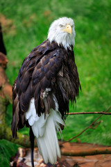 portrait of an eagle