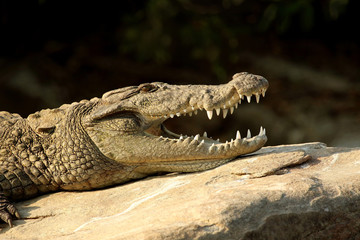Marsh crocodile, Crocodylus palustris, Ranganathittu Bird Sanctuary, Karnataka, India