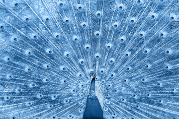 Obraz premium Beautiful peacock toned in classic blue, color of the year 2020. Selective focus
