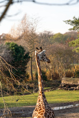 Giraffe