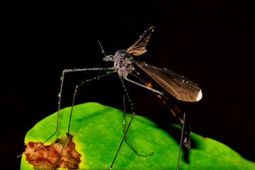 Crane fly, Tipulidae family, Agumbe, Karnataka, India