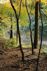 Naklejka premium 養老渓谷遊歩道