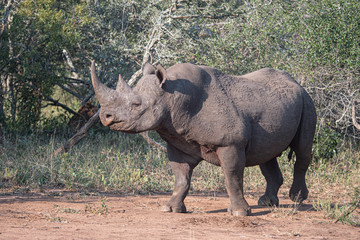Fototapeta premium Black Rhino