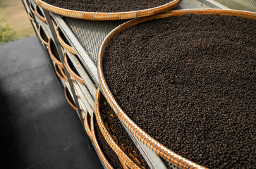 Fototapeta na wymiar Black peppercorns drying in drying room or box on plates of reed on black pepper plantation. Drying of black peppercorns. Agriculture. Spices.