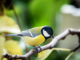 Great tit on a perch