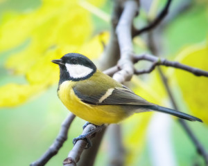 great tit on a perch