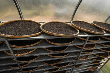 Black peppercorns drying in drying room or box on plates of reed on black pepper plantation. Drying of black peppercorns. Agriculture. Spices.