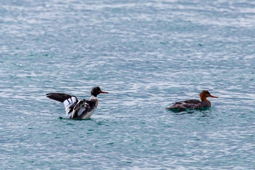 Common Merganser Pair